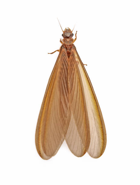 mayfly изолированы на белом фоне - ephemera стоковые фото и изображения
