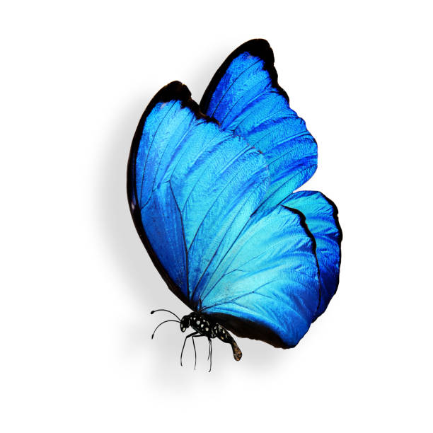 istock blue butterfly with legs and antennae. isolated on white background 1158913630