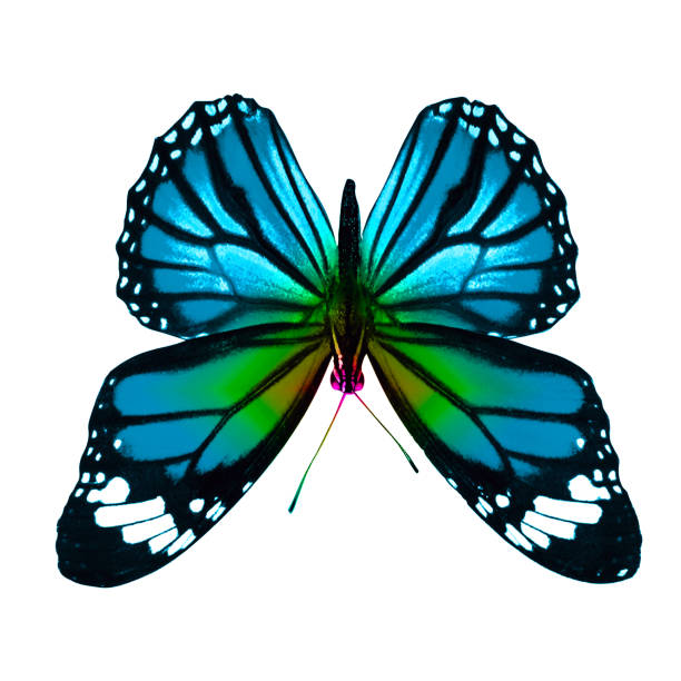 istock tropical colorful butterfly isolated on white background 1158913631