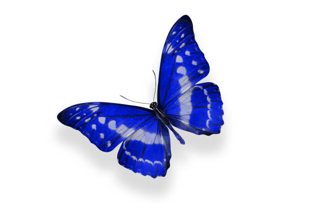 istock tropical blue butterfly. isolated on white 1158913730
