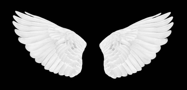 istock Pinion on the sprawling white on black blackground 1158913750