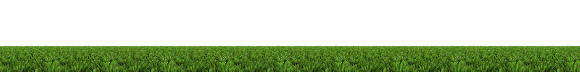 Thick grass on white background.