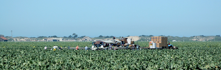 Migrant farm workers harvesting iceberg head lettuce near Castroville, California. Lettuce is picked, trimmed and packed into boxes in the field. Crews like this may include illegal immigrant workers as well as members of the United Farm Workers Union founded by Cesar Chavez.