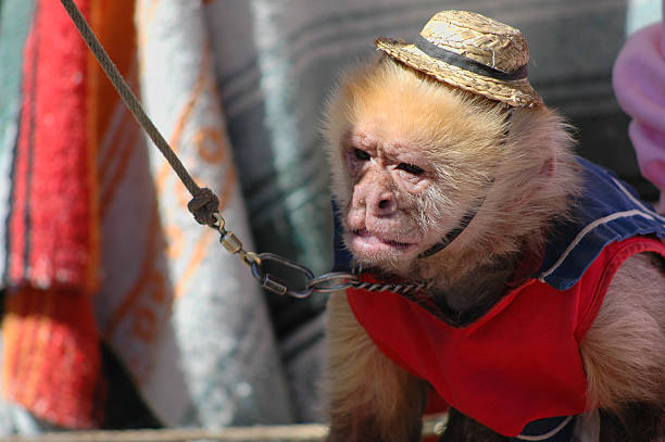 손풍금 연주자 왜고너의 원숭이 - circus animal 뉴스 사진 이미지