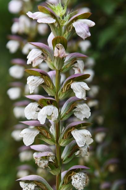 istock Acanthus mollis flowers 1158919315