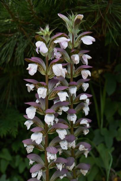 istock Acanthus mollis flowers 1158919335