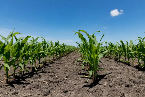 rows of corn