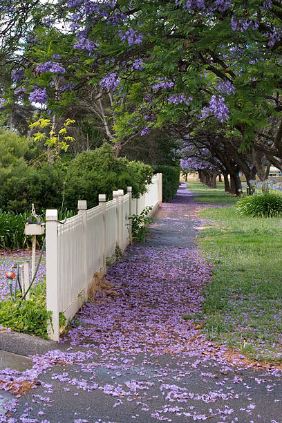 jacaranda 카펫 - falling vertical green grass 뉴스 사진 이미지