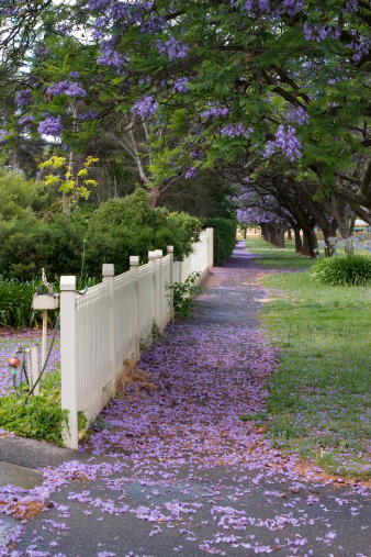 A carpet of jacaranda blossoms along the path - spring in South Australia (photo taken in the heritage listed suburb of Colonl Light Gardens)