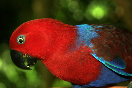 The Eclectus Parrot (Eclectus roratus) is an unusual parrot due to its extreme sexual dimorphism - females are red headed and blue-breasted whilst males are bright green.  Native to the Solomon Islands, New Guinea, northeastern Australia and the Maluku Islands.