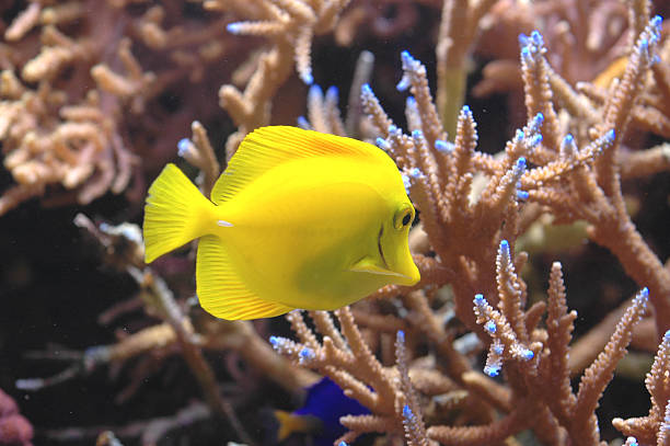 istock yellow tang, Zebrasoma flavescens 115892268