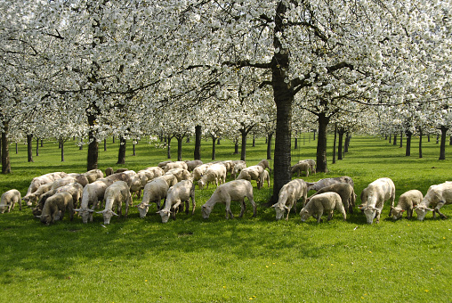 Orchard with blooming fruit trees and grazing sheep which have just been sheared,Limburg,Belgium.