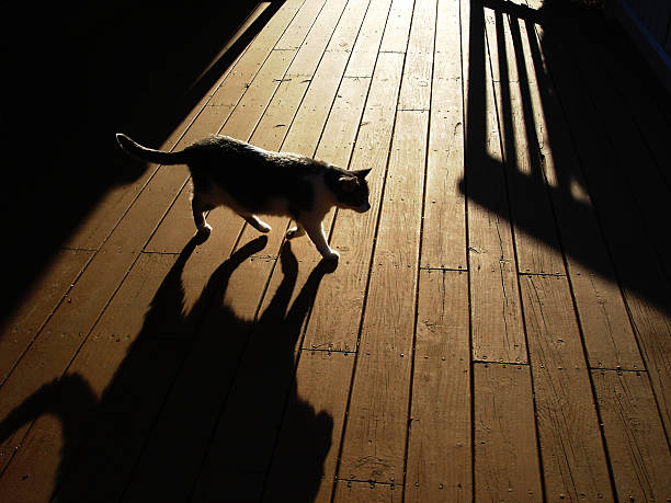 istock Cat in Silhouette at Sunset 115892410