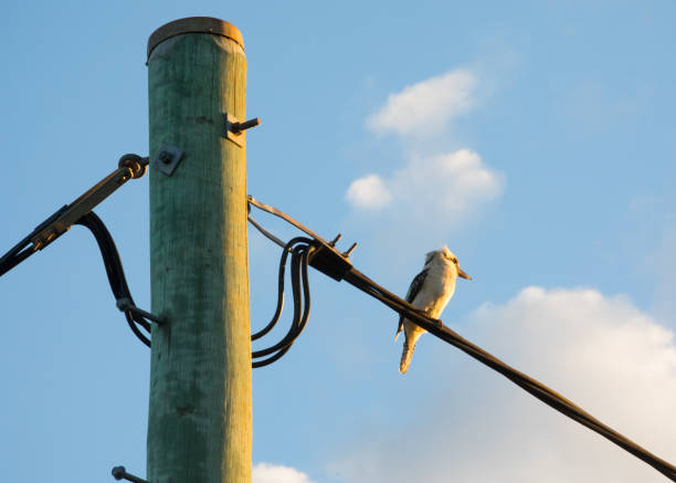 Kookaburra Sitting on Power Line A Kookaburra Sits on a Power Line watching the sunset in the outback country town of Kingaroy, Queensland, Australia. kookaburra stock pictures, royalty-free photos & images