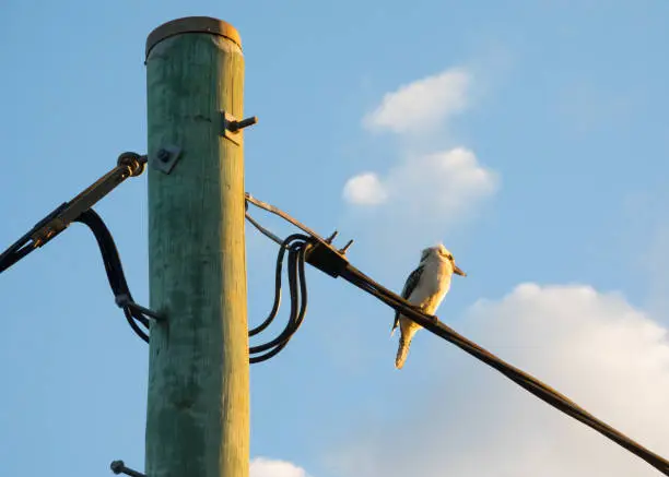 A Kookaburra Sits on a Power Line watching the sunset in the outback country town of Kingaroy, Queensland, Australia.