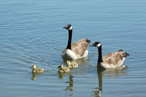 Canada geese, 