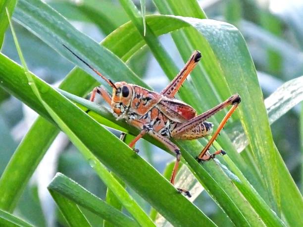 istock Eastern Lubber Grasshopper (Romalea microptera) on a leaf in Florida 1158928005