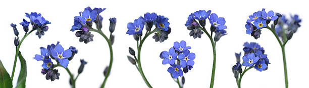 forget-me-nots stock photo