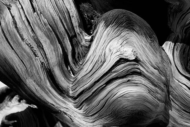 istock Twisted Sister in Black and White 115892808