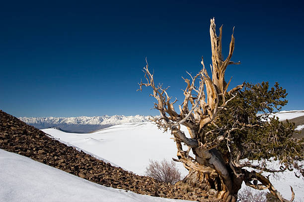 pinho bristlecone antigos - 31 - nevada pine tree bristlecone pine snow - fotografias e filmes do acervo