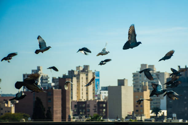 pigeons flying near the city