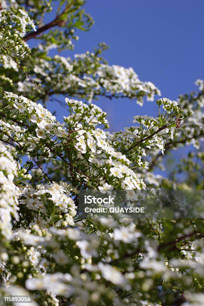 Flor De Vestidos De Noiva - Fotografias de stock e mais imagens de Arbusto - Arbusto, Azul, Branco