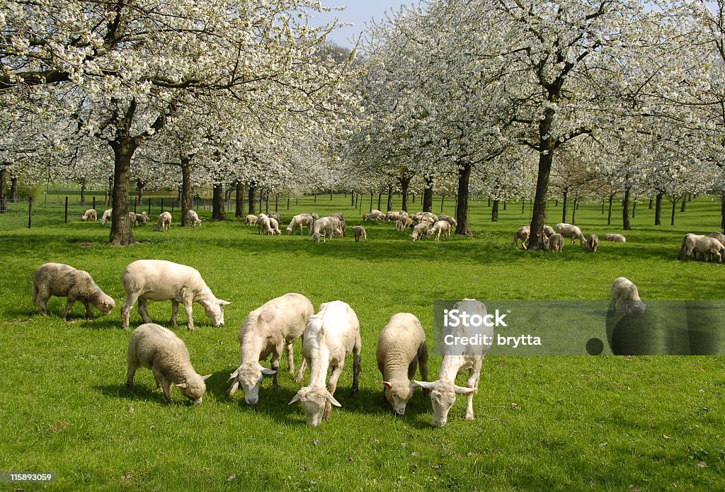 Primavera Paisagem - Royalty-free Ovelha - Mamífero ungulado Foto de stock