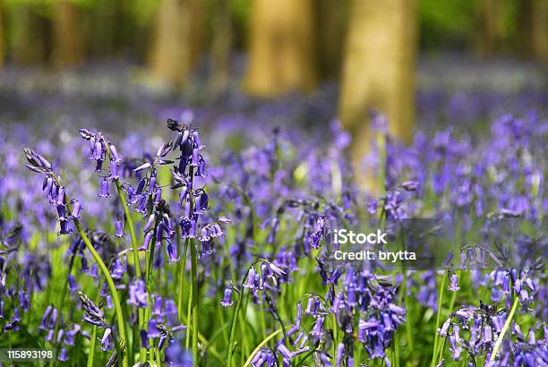 Photo libre de droit de Bluebells Violet Fleur De Printemps Hallerbos Bruxelles Belgique banque d'images et plus d'images libres de droit de Arbre