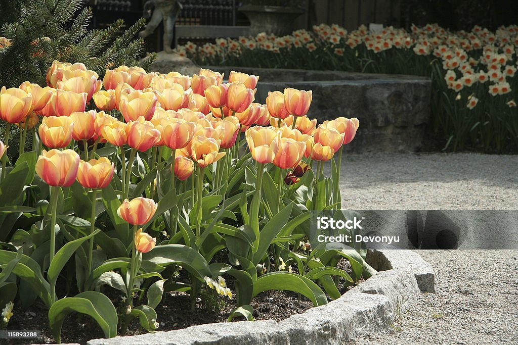 Ogród Tulipan - Zbiór zdjęć royalty-free (Bez ludzi)