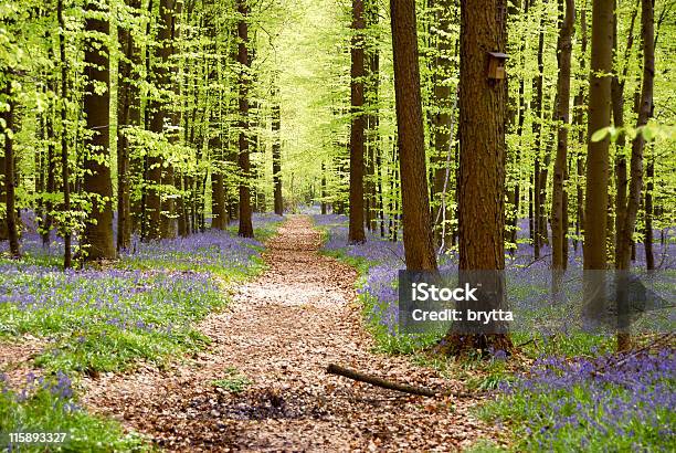 Uroczy Beech Las Z Kwitnących Bluebelles Hallerbos Bruksela Belgia - zdjęcia stockowe i więcej obrazów Belgia