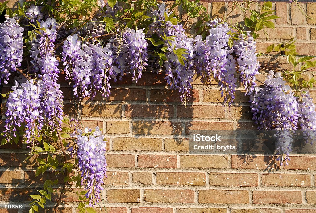 Glycines floribunda de printemps - Photo de Glycine libre de droits