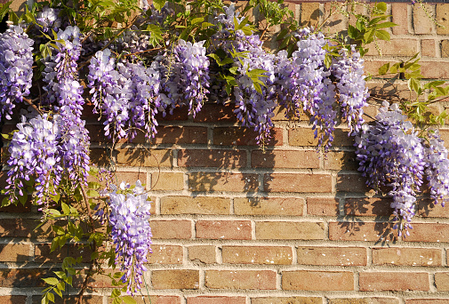 Beautiful wisteria with lilac pendent clusters growing against a brick wall.