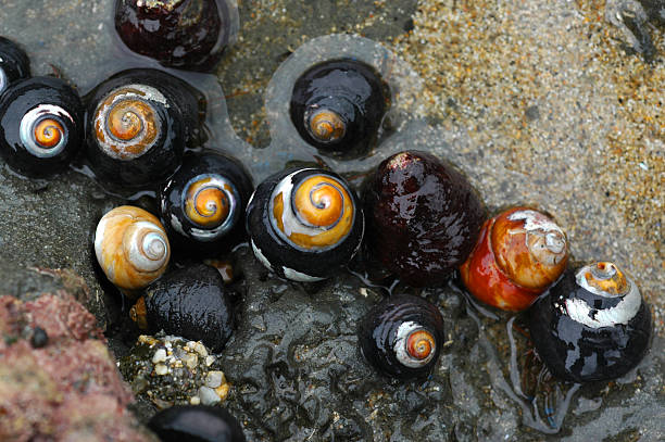 negro, tegula funebralis snails turbante - tegula fotografías e imágenes de stock