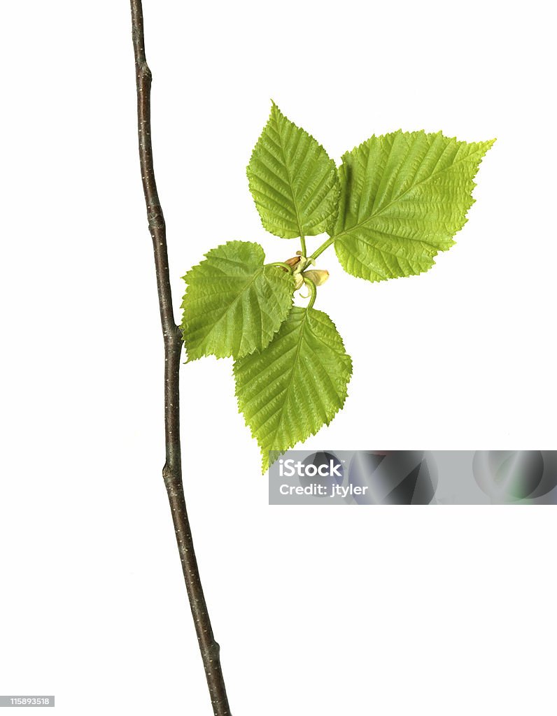 Spring Birch Leaves. Newly opened spring birch leaves on a twig. Birch Tree Stock Photo