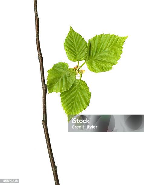 Spring Birch Leaves Stock Photo - Download Image Now - Birch Tree, Branch - Plant Part, Color Image