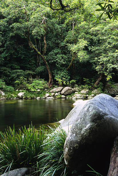 тропический лес и река gorge, австралия, mossman - rainforest forest river australia стоковые фото и изображения