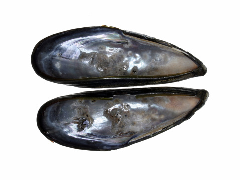 Mussel shells found in the waters off the coast of Southern California.