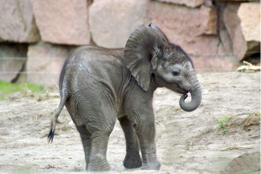 little elephant calf born in 2006
