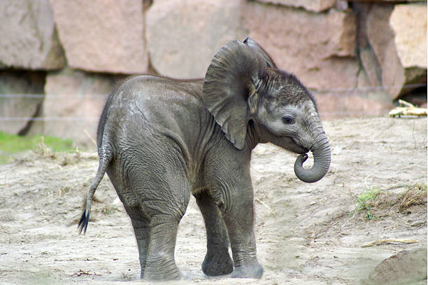 elephant baby 1 stock photo