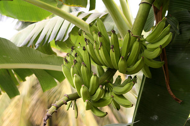istock banana plant 115893837