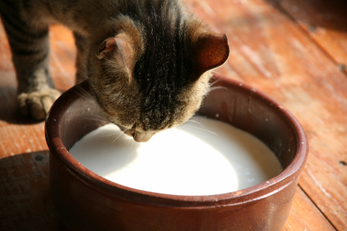 Kitten drinking milk.
