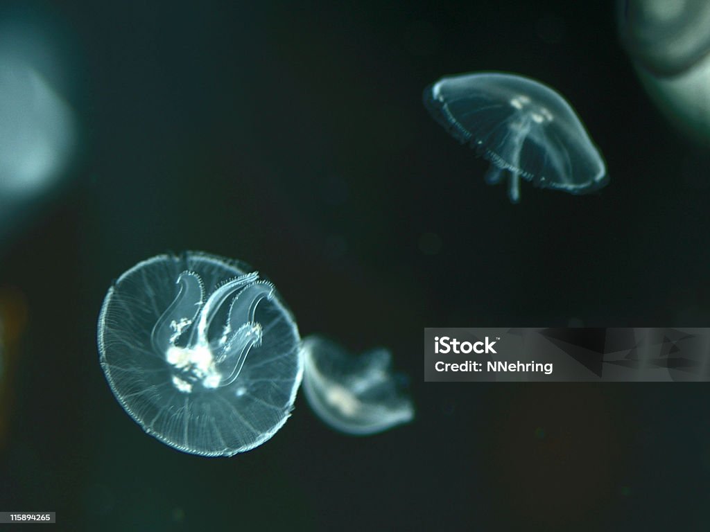 Pacific lua geleia, Aurelia labiata - Foto de stock de Animal royalty-free