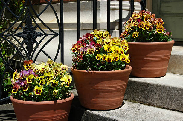viola flowers in a pot.