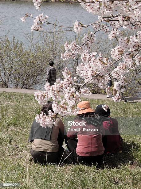 春にもレジャーにも最適 - 友情のストックフォトや画像を多数ご用意 - 友情, 日本, 花見