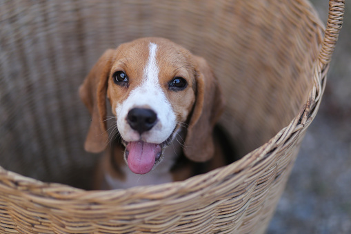 An adorable beagle puppy sitting in the wicker basket.