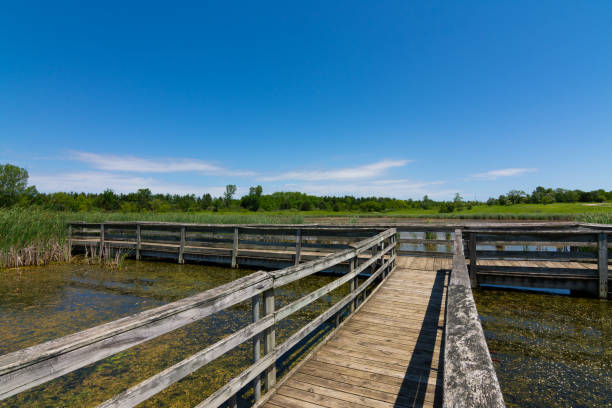 istock Wooden walkway over the pond 1158945037