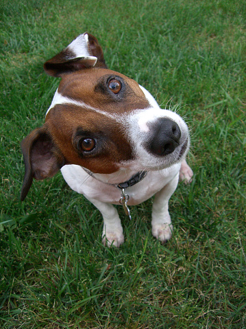 Jack Russell Terrier listening to you