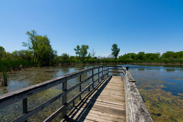 istock Wooden walkway over the pond 1158945109