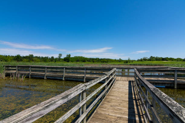 istock Wooden walkway over the pond 1158945304