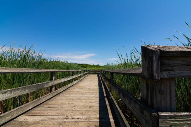 istock Wooden walkway over the pond 1158945817